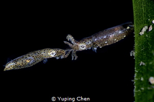 Pygmy Squid//Lembeh strait,Indonesia, Canon 5D MarkIV, 10... by Yuping Chen 
